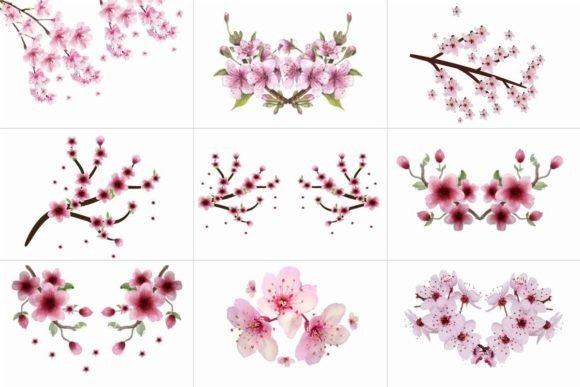 Hand painted sakura cherry blossom flower clipart with watercolor and floral line art in various pink shades