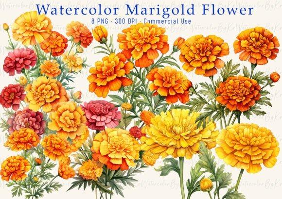 Watercolor orange marigold flower clipart with transparent background for wedding and craft projects