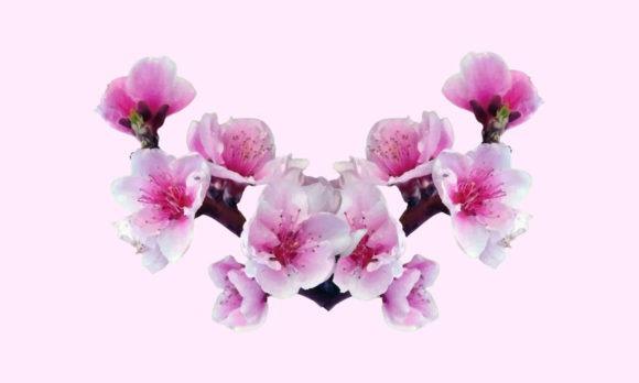 Delicate pink flower clipart of sakura cherry blossoms with watercolor and line-art style