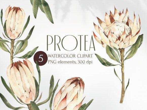 Watercolor protea flower clipart set with five hand-painted elements in soft beige and green tones
